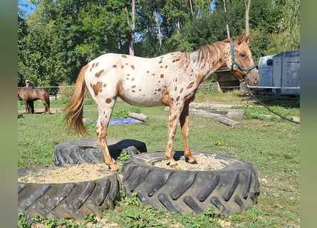 Pony delle Americhe, Giumenta, 1 Anno, 140 cm, Leopard