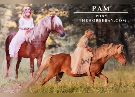 Pony delle Americhe, Giumenta, 3 Anni, 109 cm, Baio ciliegia