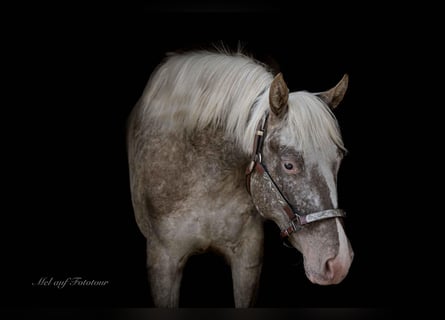 Pony delle Americhe, Giumenta, 4 Anni, 142 cm, Leopard