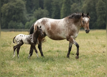 Pony delle Americhe, Giumenta, 6 Anni, 140 cm, Leopard
