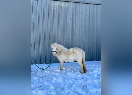 Pony delle Americhe, Giumenta, 7 Anni, 99 cm, Bianco