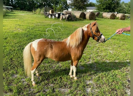 Pony delle Americhe, Stallone, 1 Anno, 71 cm, Sauro ciliegia
