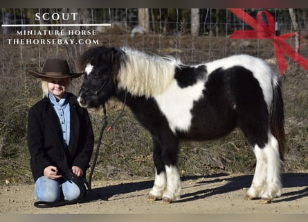 Pony delle Americhe, Stallone, 1 Anno, 81 cm, Tobiano-tutti i colori