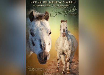 Pony delle Americhe, Stallone, 21 Anni, 135 cm, Sauro scuro