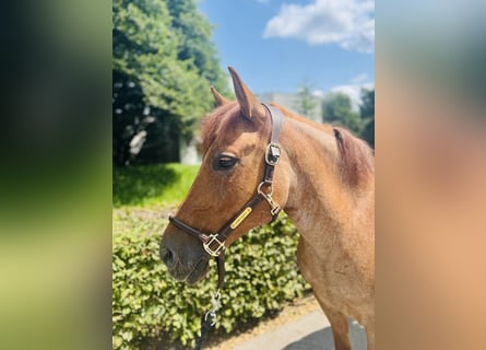 Pony deportivo checo, Yegua, 9 años, 143 cm, Alazán