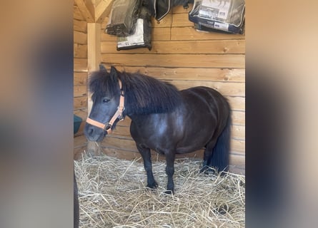 Pony Falabella, Giumenta, 13 Anni, 80 cm, Morello