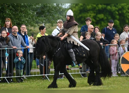 Pony Fell, Castrone, 15 Anni, 142 cm, Morello