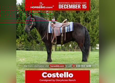 Pony Fell, Castrone, 5 Anni, 140 cm, Morello