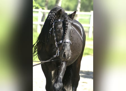 Pony Fell, Stallone, 13 Anni, 142 cm, Morello