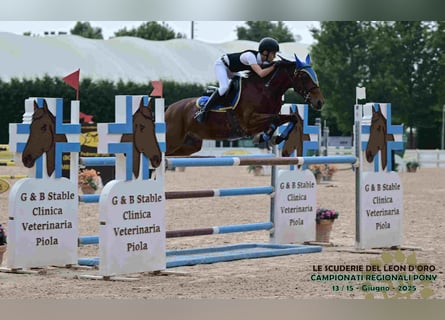 Pony francés de montar a caballo, Caballo castrado, 10 años, 142 cm, Castaño rojizo