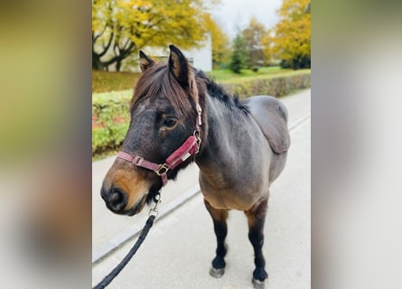 Pony francés de montar a caballo, Caballo castrado, 11 años, 115 cm, Castaño oscuro