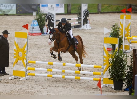 Pony francés de montar a caballo, Caballo castrado, 11 años, 148 cm, Alazán