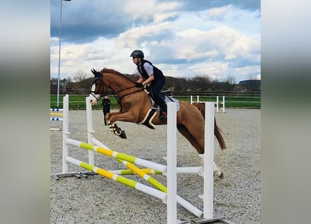 Pony francés de montar a caballo, Caballo castrado, 11 años, 148 cm, Alazán