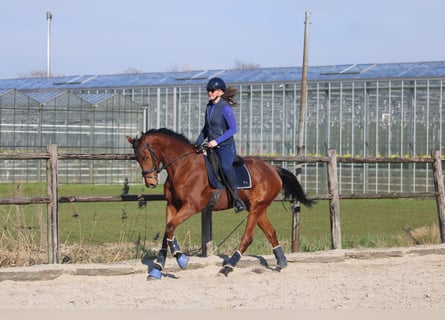 Pony francés de montar a caballo, Caballo castrado, 5 años, 165 cm, Castaño