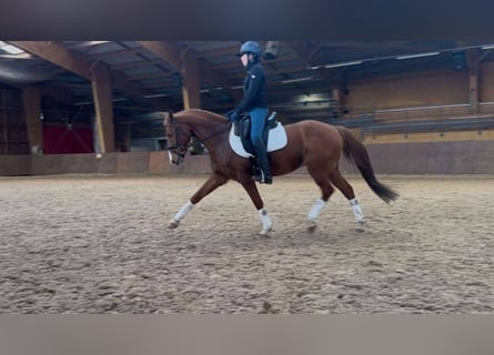 Pony francés de montar a caballo, Caballo castrado, 9 años, 149 cm, Alazán