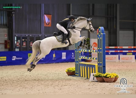Pony francés de montar a caballo, Semental, 13 años, 148 cm, Tordo