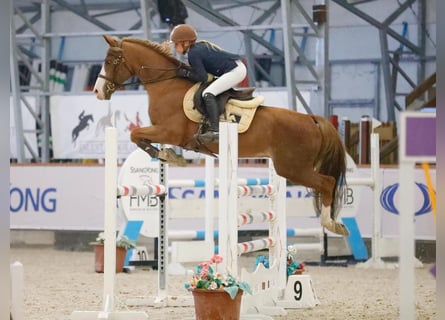 Pony francés de montar a caballo, Semental, 16 años, 146 cm, Alazán-tostado