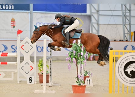 Pony francés de montar a caballo, Semental, 9 años, 147 cm, Castaño rojizo