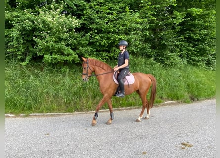 Pony francés de montar a caballo, Yegua, 12 años, 152 cm, Alazán