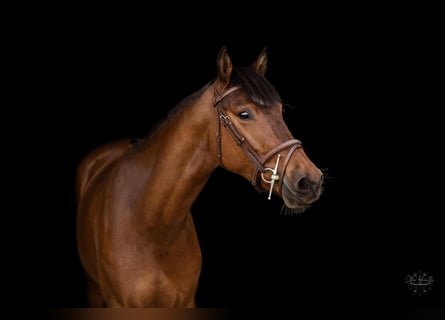 Pony francés de montar a caballo, Yegua, 5 años, 146 cm, Castaño
