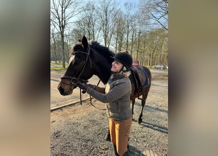 Pony francés de montar a caballo, Yegua, 6 años, 161 cm, Castaño oscuro