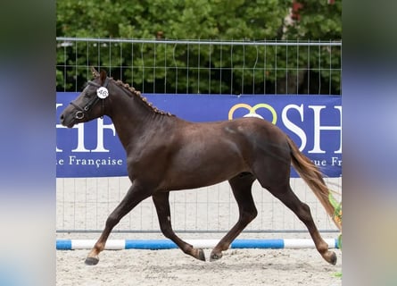 Pony Francese, Castrone, 9 Anni, 133 cm, Sauro scuro