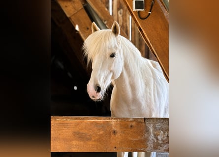 Pony Francese, Castrone, 9 Anni, 145 cm, Palomino