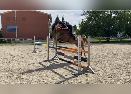 Pony Francese, Giumenta, 12 Anni, 152 cm, Sauro