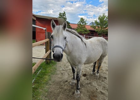 Pony Galiceno, Giumenta, 9 Anni, 140 cm, Grigio