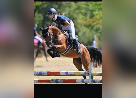 Pony Hackney, Castrone, 7 Anni, 143 cm, Baio