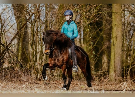Pony Islandese, Castrone, 10 Anni, 140 cm, Baio