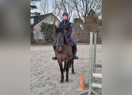 Pony Islandese Mix, Castrone, 10 Anni, 150 cm, Morello