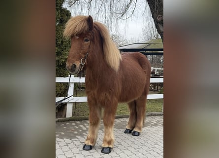 Pony Islandese, Castrone, 11 Anni, 139 cm, Sauro