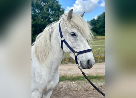 Pony Islandese, Castrone, 11 Anni, 140 cm, Grigio