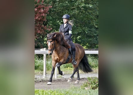 Pony Islandese, Castrone, 12 Anni, 135 cm, Baio