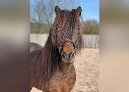 Pony Islandese, Castrone, 12 Anni, 140 cm, Baio