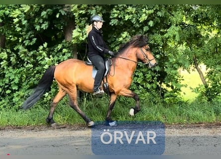 Pony Islandese, Castrone, 13 Anni, 140 cm, Baio