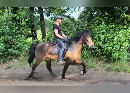 Pony Islandese, Castrone, 13 Anni, 140 cm, Baio