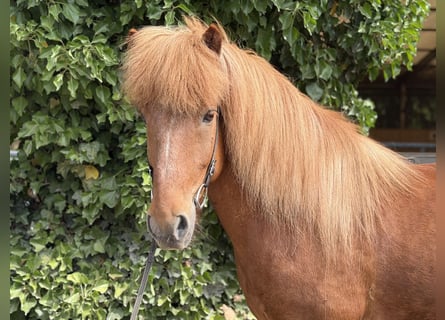 Pony Islandese, Castrone, 13 Anni, 140 cm, Sauro