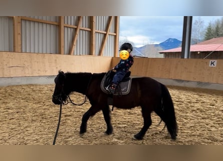 Pony Islandese, Castrone, 15 Anni, 130 cm, Morello