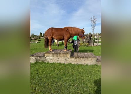 Pony Islandese, Castrone, 18 Anni, 140 cm, Sauro