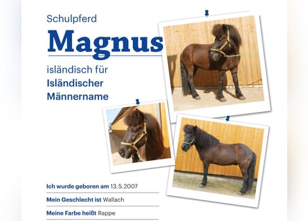 Pony Islandese, Castrone, 19 Anni, 138 cm, Morello