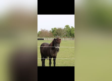 Pony Islandese, Castrone, 19 Anni, 145 cm, Morello