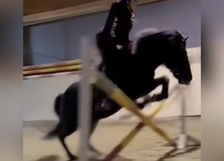 Pony Islandese, Castrone, 19 Anni, 145 cm, Morello