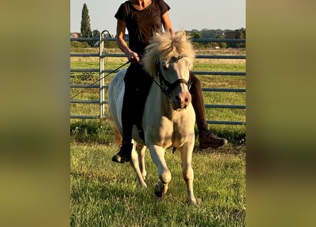 Pony Islandese Mix, Castrone, 23 Anni, 130 cm, Cremello