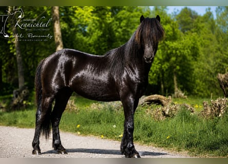 Pony Islandese, Castrone, 3 Anni, Morello