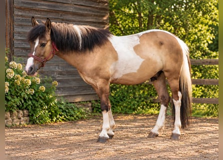 Pony Islandese Mix, Castrone, 4 Anni, 130 cm, Tobiano-tutti i colori