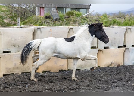 Pony Islandese, Castrone, 4 Anni, 140 cm, Pezzato