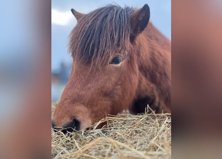 Pony Islandese, Castrone, 4 Anni, 144 cm, Baio