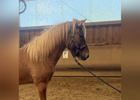 Pony Islandese, Castrone, 4 Anni, 144 cm, Falbo